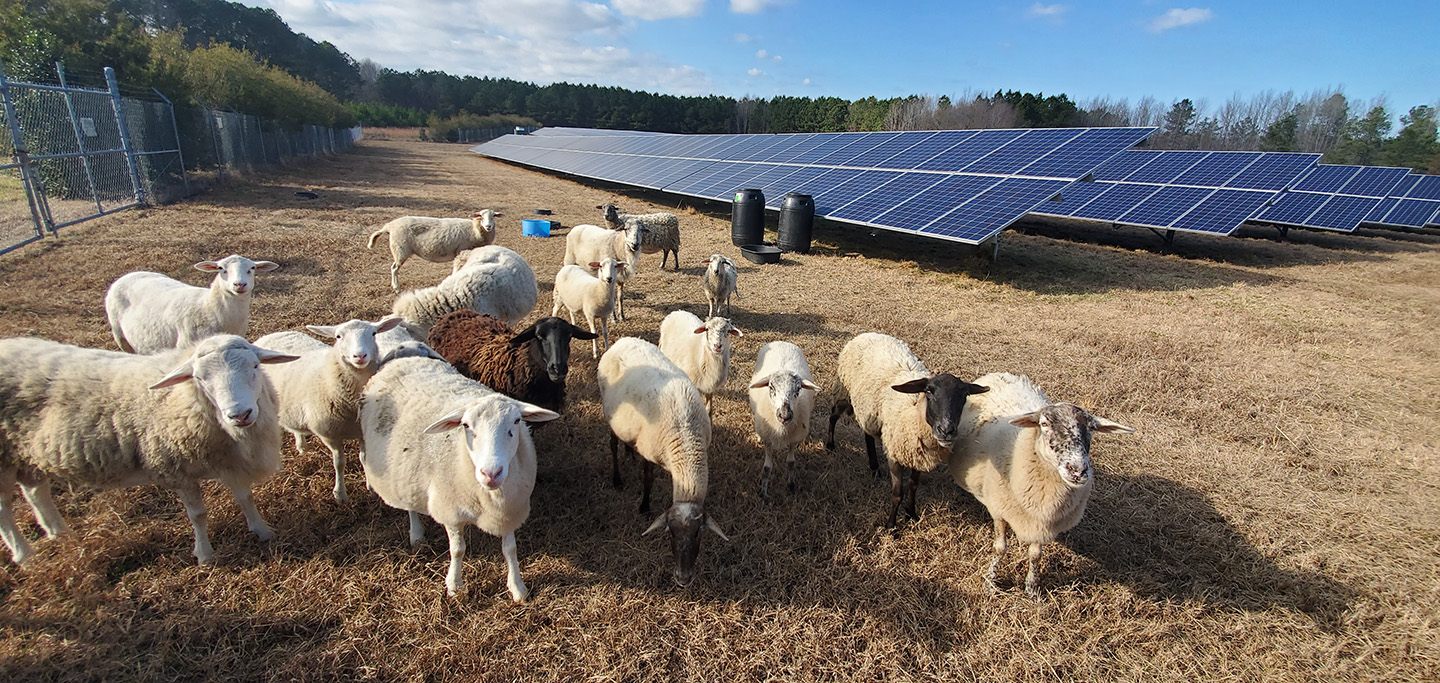 sheep grazing near solar panels
